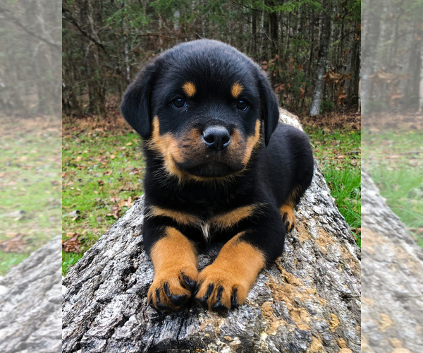 Medium Photo #19 Rottweiler Puppy For Sale in VONORE, TN, USA