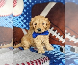 Goldendoodle (Miniature) Puppy for sale in KIRKWOOD, PA, USA