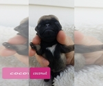 Small Photo #4 Pug Puppy For Sale in BREEZY POINT, MN, USA