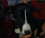 Small Mutt