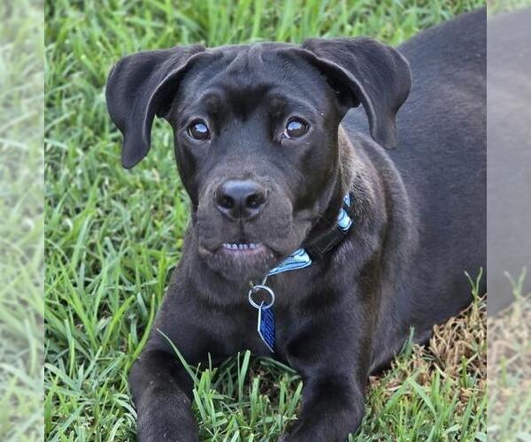 Medium Photo #8 Boxer-Unknown Mix Puppy For Sale in San Diego, CA, USA