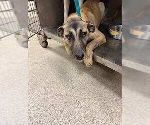 Medium German Shepherd Dog Mix