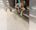 Small German Shepherd Dog Mix