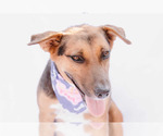 Small #13 Beagle-Collie Mix