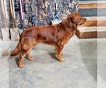 Small #13 Golden Retriever