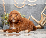 Small #1 Goldendoodle (Miniature)