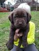 Small Photo #5 Labrador Retriever Puppy For Sale in EVANS, GA, USA
