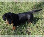 Small Photo #4 Dachshund Puppy For Sale in CLARK, MO, USA
