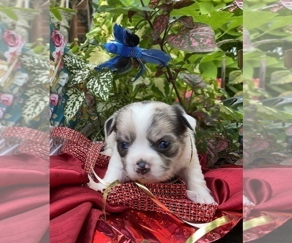 Medium Photo #9 Bullhuahua-Chihuahua Mix Puppy For Sale in RAWSONVILLE, MI, USA