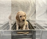 Puppy Caramel Goldendoodle