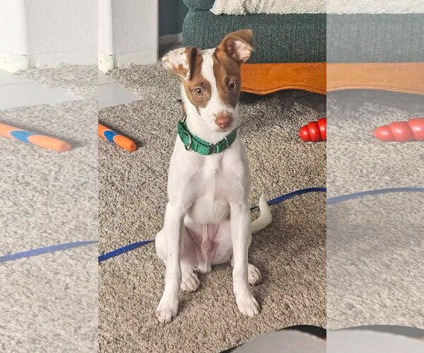 Medium Photo #2 Italian Greyhound-Jack Russell Terrier Mix Puppy For Sale in Arlington, WA, USA
