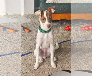 Shylo a Jack Russell-Italian Greyhound mix (Jiggy) - Male Italian Greyhound-Jack Russell Terrier Mix Dog for Adoption - Photo #2
