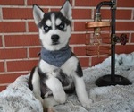 Small Photo #6 Siberian Husky Puppy For Sale in HONEY BROOK, PA, USA