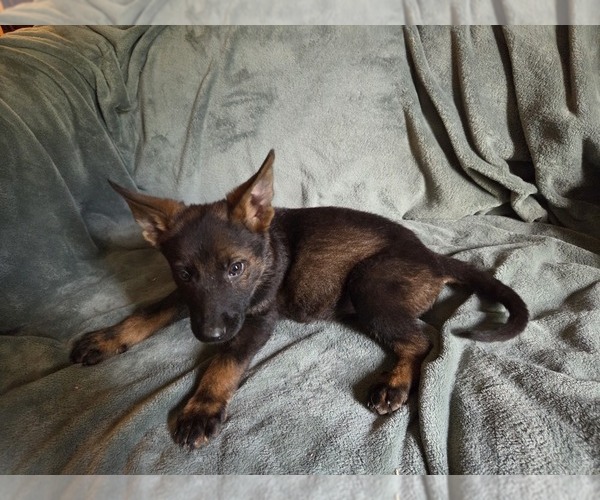 Medium Photo #18 Australian Shepherd-German Shepherd Dog Mix Puppy For Sale in HILLSDALE, MI, USA