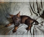 Small #1 Australian Shepherd-German Shepherd Dog Mix