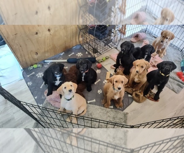 Medium Photo #1 Labradoodle Puppy For Sale in STALEY, NC, USA