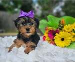 Small #1 Yorkshire Terrier