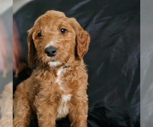 Medium Goldendoodle