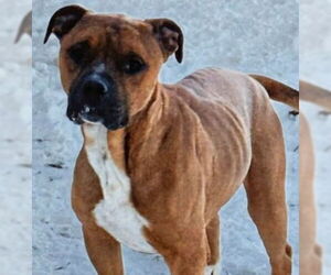 Mutt Dogs for adoption in La Porte, IN, USA