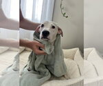 Small #1 American Staffordshire Terrier Mix