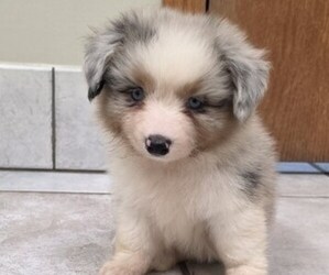 Medium Corgi-Aussie