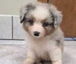 Puppy Puppy 3 Corgi-Aussie