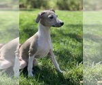 Small Photo #8 Italian Greyhound Puppy For Sale in SAINT GEORGE, UT, USA