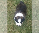 Small Photo #3 Border Collie Puppy For Sale in BRAYTON, IA, USA