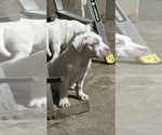 Small Photo #9 American Bully Puppy For Sale in CHICO, CA, USA