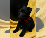 Puppy Puppy 1 German Shepherd Dog