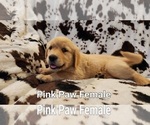 Small Photo #1 Golden Retriever Puppy For Sale in CRAWFORDVILLE, FL, USA