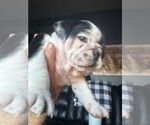 Small #15 Bulldog