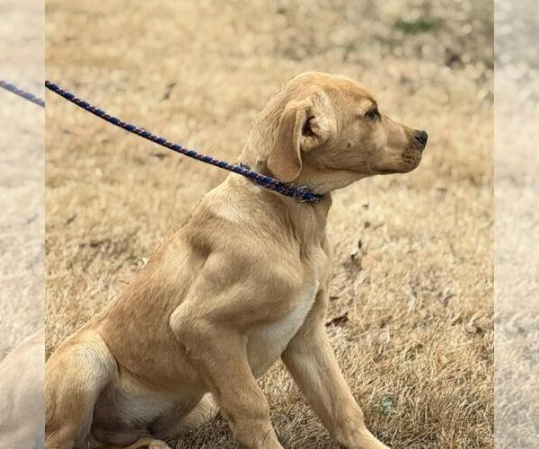 Medium Photo #3 Aussiedor Puppy For Sale in Yardley, PA, USA