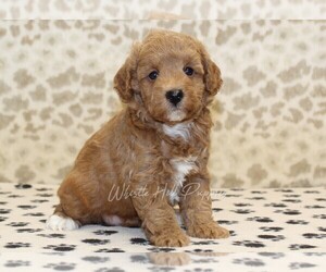 Miniature Bernedoodle Puppy for sale in DENVER, PA, USA