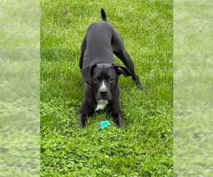 American Pit Bull Terrier-Labrador Retriever Mix Dogs for adoption in Germantown, OH, USA