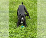 Small American Pit Bull Terrier-Labrador Retriever Mix