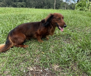 Dachshund Dogs for adoption in WEBSTER, FL, USA