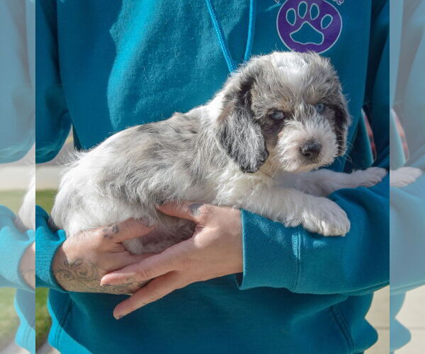 Medium Photo #2 Beagle-Unknown Mix Puppy For Sale in Huntley, IL, USA