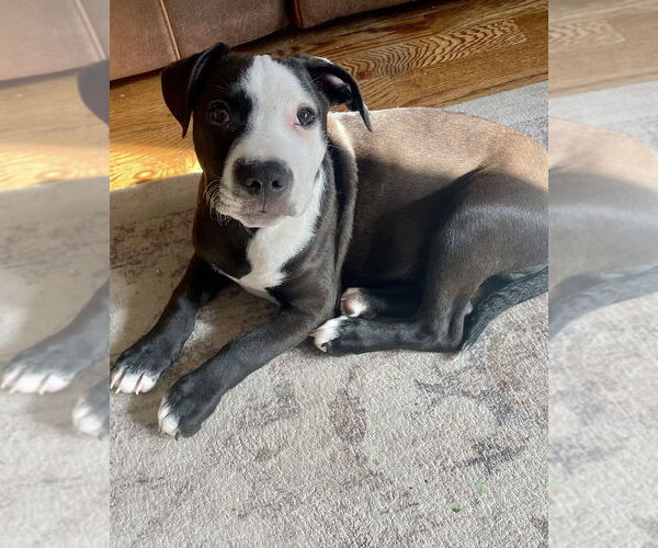 Medium Photo #24 American Pit Bull Terrier-Labrador Retriever Mix Puppy For Sale in Brewster, NY, USA