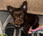 Small #3 Yorkshire Terrier