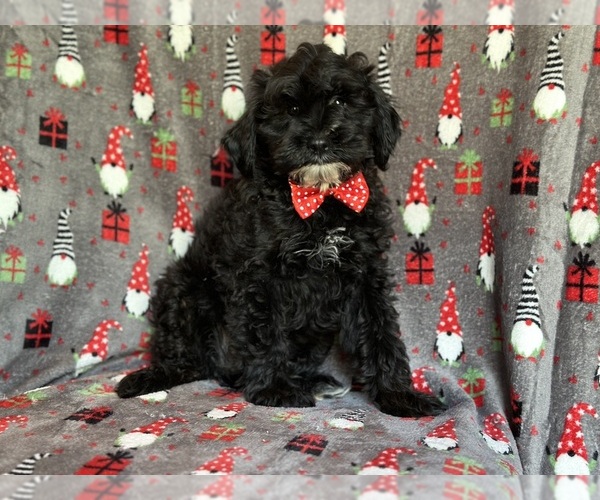 Medium Photo #2 YorkiePoo Puppy For Sale in LAKELAND, FL, USA