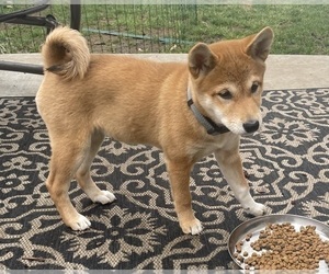 Shiba Inu Puppy for sale in INDIANAPOLIS, IN, USA