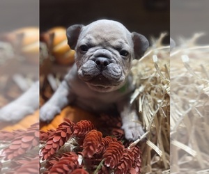 Medium French Bulldog