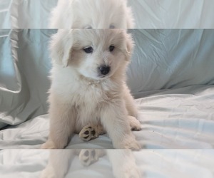American Eskimo Dog-Maltese Mix Puppy for sale in CLOVIS, CA, USA