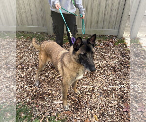 Medium Photo #13 Mutt Puppy For Sale in Stevens Point, WI, USA