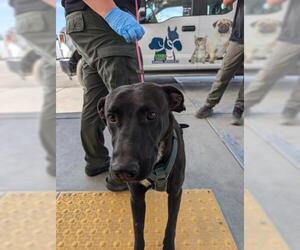 American Pit Bull Terrier-Labrador Retriever Mix Dogs for adoption in Bakersfield, CA, USA