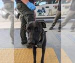 Small American Pit Bull Terrier-Labrador Retriever Mix
