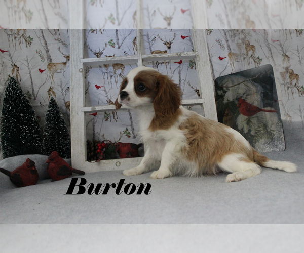 Medium Photo #18 Cavalier King Charles Spaniel Puppy For Sale in CHANUTE, KS, USA