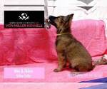 Small Photo #7 German Shepherd Dog Puppy For Sale in MUNDELEIN, IL, USA