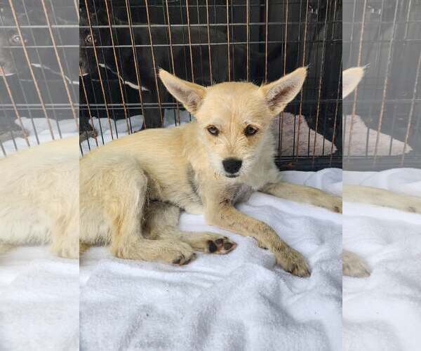 Medium Photo #3 Mutt Puppy For Sale in Stephens City, VA, USA